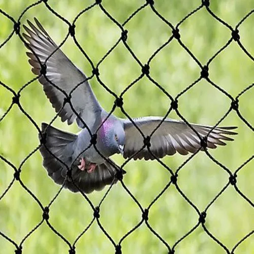 Elite Netting Pigeon Netting Services in Isnapur, Patancheru and Hyderabad