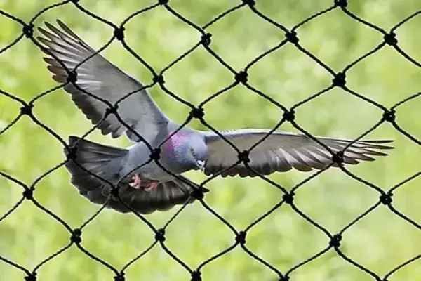 Elite Netting Pigeon Safety Nets Installation Services in Hyderabad and Throughout Telangana