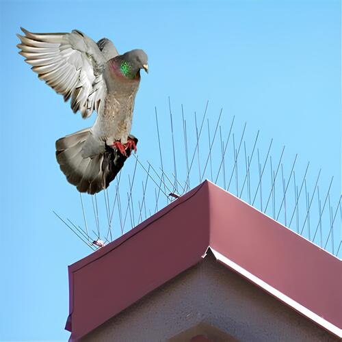 Elite Netting Top Anti Bird Spikes in Isnapur, Patancheruvu (Patancheru) and Hyderabad