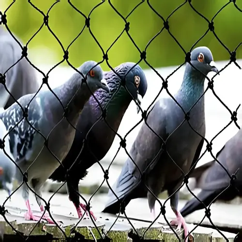 Bird Netting Service in Hyderabad and Throughout Telangana (2)