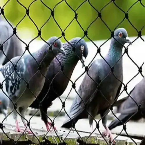 Premium Quality Pigeon Net for Balcony in Narsingi and Kokapet - Elite Netting