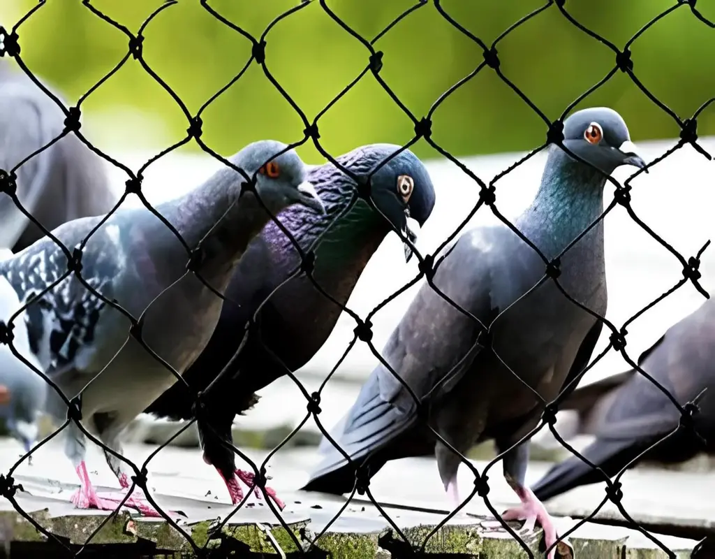 Top Premium Quality Bird Net for Balcony in Jubilee Hills and Banjara Hills