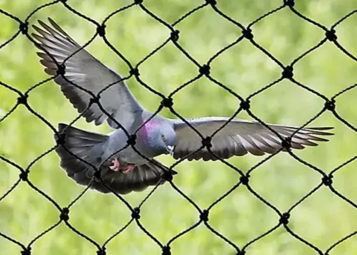 Bird Netting Services in Viman Nagar and Nanded City