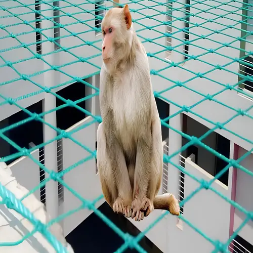 Monkey Safety Nets in Pune and Nashik (3)