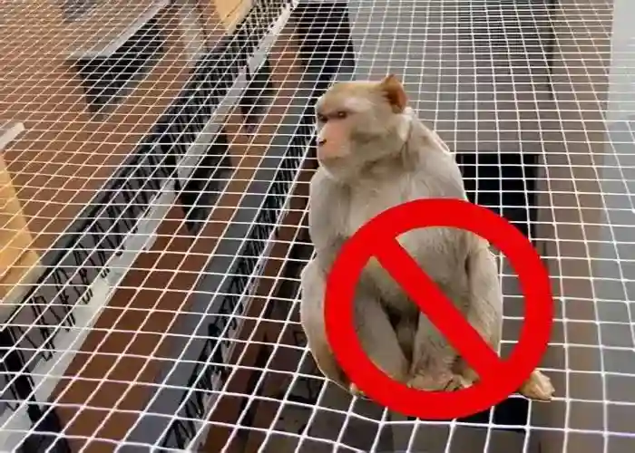 Monkey Safety Nets in Pune and Nashik