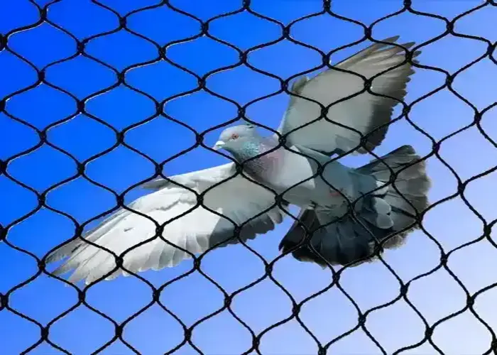 Pigeon Netting Services in Viman Nagar and Nanded City